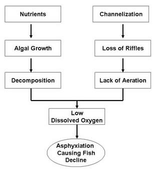 Fig 2. A simple conceptual model diagram showing two pathways leading to low dissolved oxygen and fish decline.