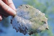  Picture of a leaf with mold on it