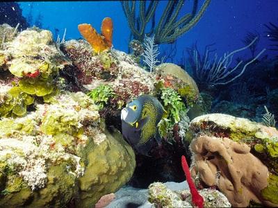coral reefs of the Caribbean