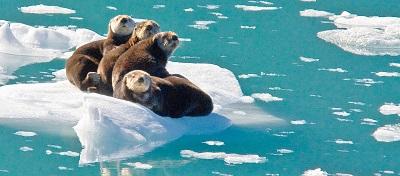 Sea otters on an ice berg.