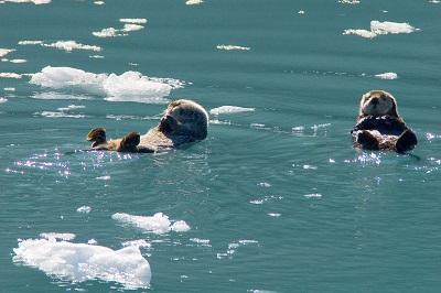 sea otters