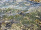 Eelgrass in Tidal Pool Near Ram Island (Photo Credit - Buzzards Bay National Estuary Program)