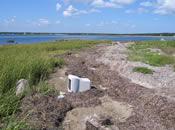 Ram Island Intertidal Zone Beach Debris (Photo Credit - Buzzards Bay National Estuary Program)