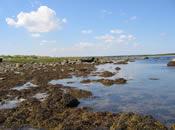 Ram Island Intertidal Zone (Photo Credit - Buzzards Bay National Estuary Program)