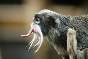 Emperor Tamarin