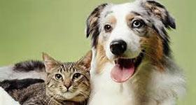 Image of a dog and cat