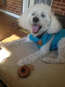 Toby’s smiley dog Annie.