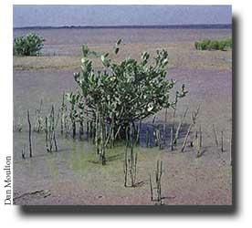 black mangrove