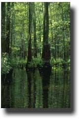 forested swamp