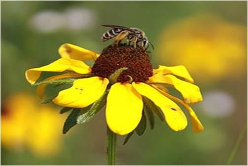 bee pollinating flower