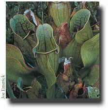 The Northern Pitcher Plant
