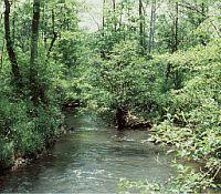 This is a photo of Bear Creek in Oak Ridge, Tennessee which is contaminated by metals in the groundwater.