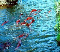 Photo showing a school of salmon at the waters surface swimming upstream.