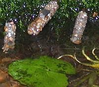 Photo showing caddisfly larvae in cases hanging at the waters edge from algae above a lily pad.
