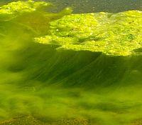 Photo showing a mass of algae floating on the surface and the trails of growth below the water's surface.