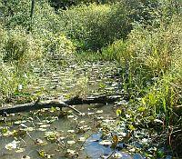 Photo of a small stream in a wetland setting with high weeds and a fallen tree.