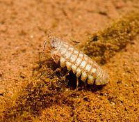 Photo of an crustacean that is called an isopod.The most common is the pill bug (sow bug or wood louse)