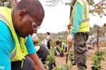 Volunteers Planting