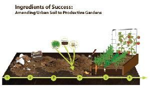 Ingredients of Success: Amending Urban Soil to Productive Gardens