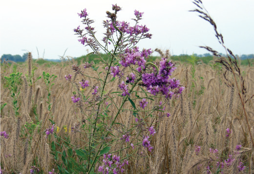 15,080 acres of lands that did not require cleanup were transferred to the auspices of the U.S. Forest Service to create the Midewin National Tallgrass Prairie. Subsequent land transfers occurred as the remediation process progressed.