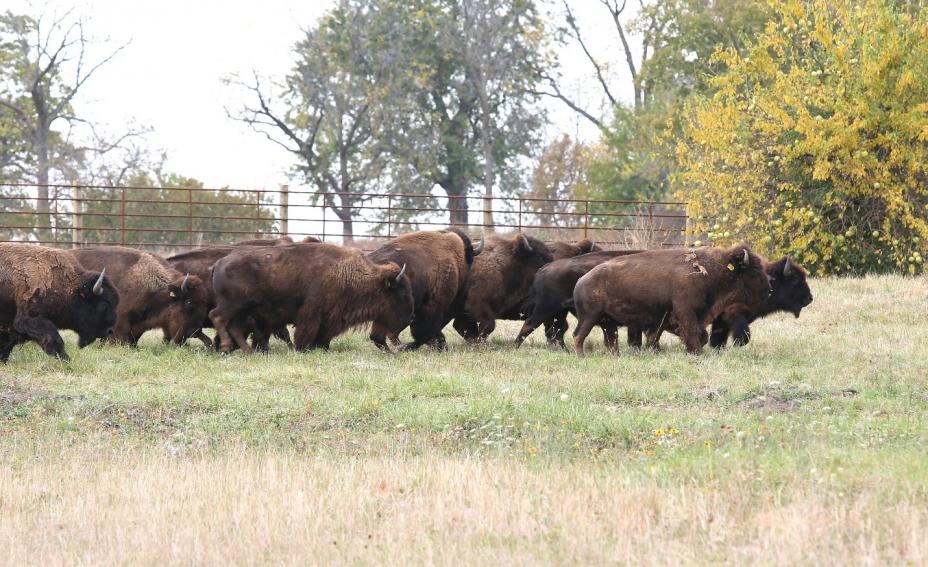 In October 2015, American bison were introduced to the Midewin National Tallgrass Prairie on the former site of the Joliet Army Ammunition Plant.