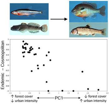 Plot of a measure of biotic homogenization [relative abundance of Appalachian highland endemic fishes – relative abundance of cosmopolitan fishes] on the first axis of a principal components analysis of three catchment land use variables