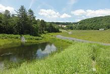 A photograph of a drainage pond surrounded by grasses. Next to the pond is a gravel road leading to a building.