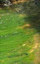 This photo shows green algae streaming from a rock or riverbed.