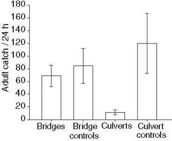 Figure 42. Number of adult caddisflies caught directly upstream of bridges and culverts (n = 8), vs. at control sites 50 m downstream. 