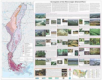 Level IV Ecoregions of the Mississippi Alluvial Plain--poster front side