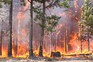 Smoke from the Stickpin forest fire in Washington State, road, low visibility