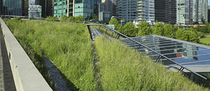 Grass growing on roof of downtown building