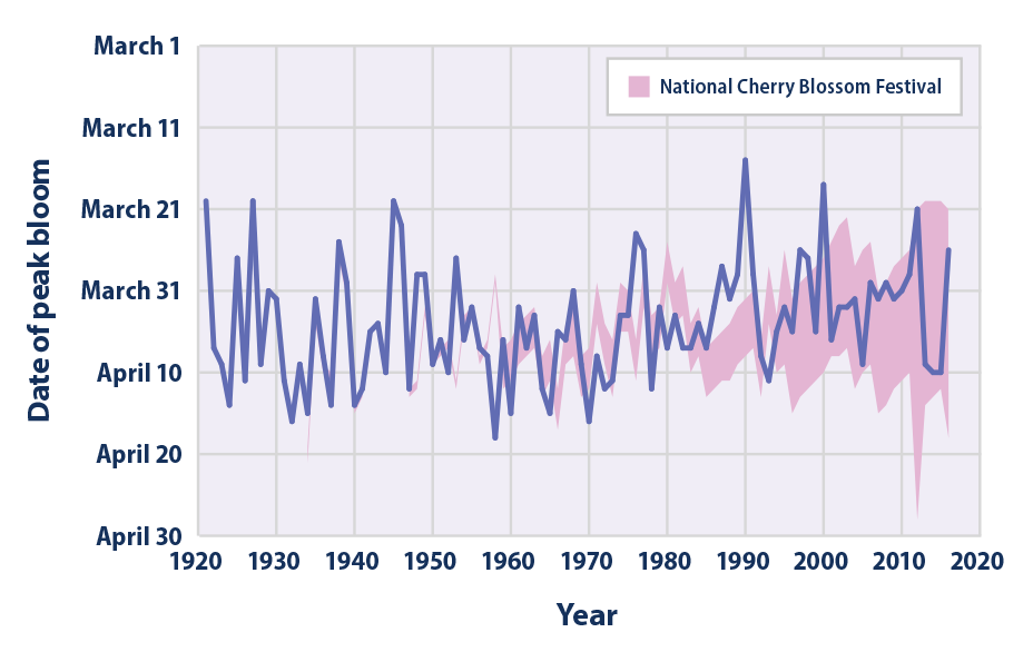 Line graph showing the annual peak bloom date of Washington, D.C.'s cherry trees from 1921 to 2016. The timing of the annual National Cherry Blossom Festival is shown for reference.