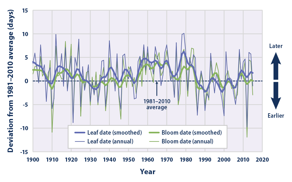 Line graph from 1900 to 2015 showing changes in the timing of when lilacs and honeysuckles grow their first leaves and flower blooms in the spring across the contiguous 48 states.