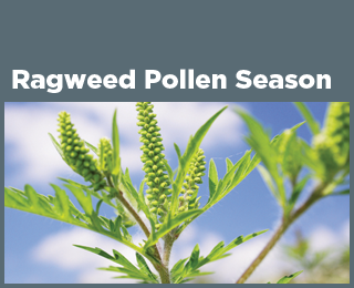 Ragweed Pollen Season