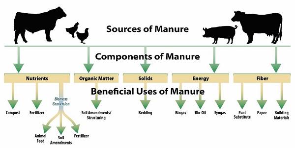 Diagram of sources and components of animal manure