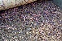Vermicomposting worms to digest manure
