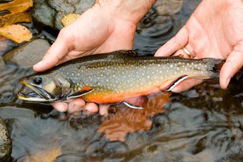 A medium-sized brook trout being lifted from a stream by a pair of hands.