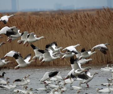 Image depicting wetland with geese flying over it