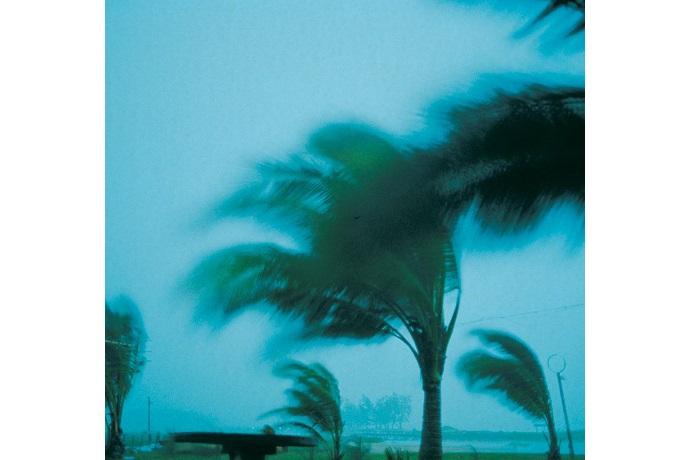 Photo of windswept palm trees