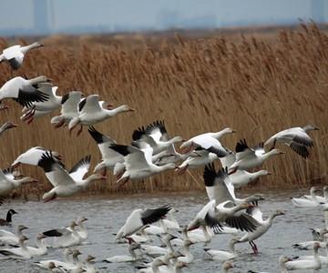 Snow geese at Edwin B. Forsyth NWR, New Jersey. By Kelly Hunt