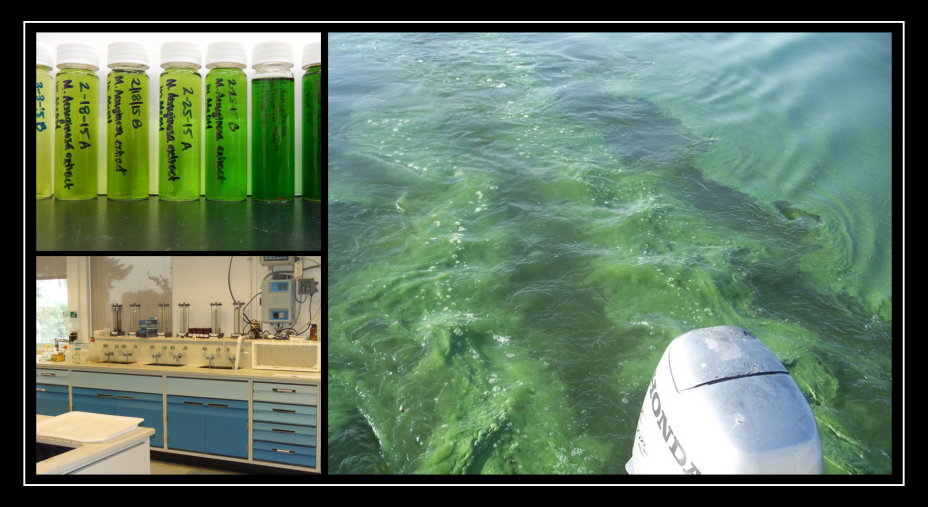 Image right: cyanobacterial bloom on Lake Erie; Image top left: algal bloom study samples from EPA' lab in Cincinnati; Image bottom left: Research laboratory at EPA Cincinnati