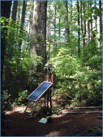 Meteorological station in closed-canopy forest stand.