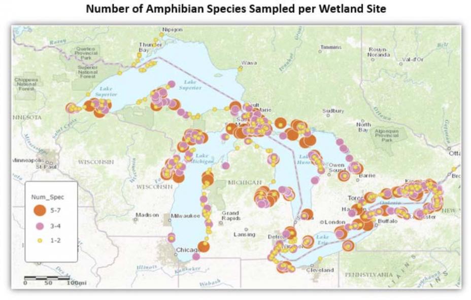 Map of Number of Amphibian Species per Wetland Site