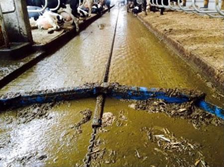 Manure collecting