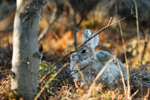 A rabbit sits in a forest 