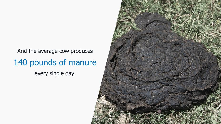 And the average cow produces 140 pounds of manure every single day.