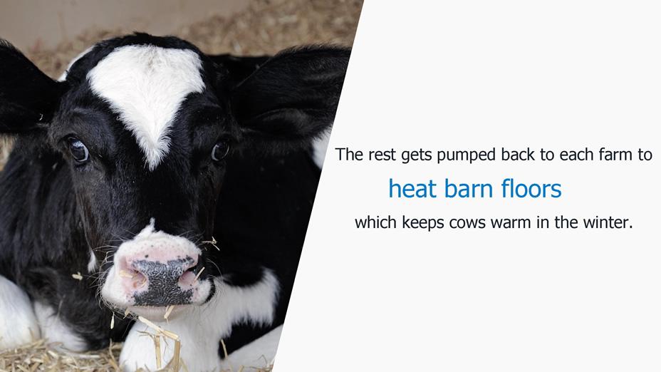 The rest gets pumped back to each farm to heat barn floors which keeps cows warm in the winter.
