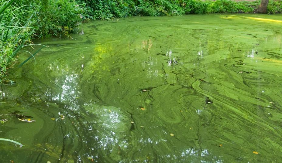 Cyanobacteria bloom