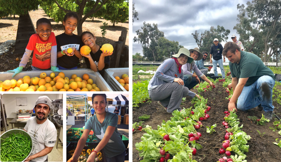 This is a collage of four pictures from ProduceGood of a man holding a container of green beans, some kids holding up lemons, a woman at a fruit and vegetable stand and six people gleaning radishes